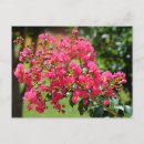 Suche nach knospen postkarten Blumenreich
