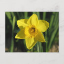 Suche nach gorgeous postkarten Blume
