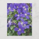 Suche nach clematis postkarten Weinrebe