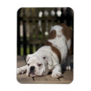 Suche nach englische bulldoggen magnete Farbbild