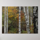 Suche nach autumn forest poster Nature