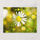 Suche nach kafe postkarten Blume