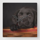 Suche nach schwarzes labrador retriever poster Ein tier