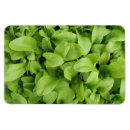 Suche nach marigold magnete Pflanze