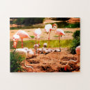 Suche nach flamingos puzzle Vögel