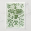 Suche nach ernst haeckel postkarten Heckel
