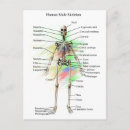 Suche nach physiologie postkarten Anatomie