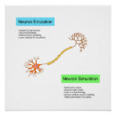 Suche nach neuron poster Wissenschaft