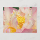 Suche nach lotus postkarten Flora