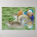 Suche nach enten im aquarell poster Vögel