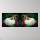 Suche nach frauenschuh poster Fotografie