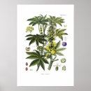 Suche nach oil painting poster Botanisch