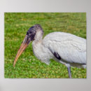 Suche nach störche poster Vogelvogel