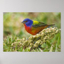 Suche nach gefieder poster Natur