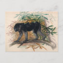 Suche nach wolf postkarten Vintag