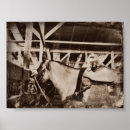 Suche nach vintages pferd poster Fotografie