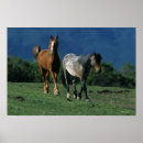 Suche nach mustang poster Pferd