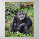 Suche nach chimpanzee poster Schimpanse