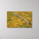Suche nach gänseblümchen kunst Wiese