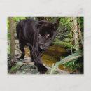 Suche nach schwarze panther postkarten Katze