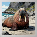 Suche nach walrosse poster Ozean