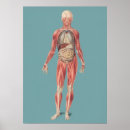Suche nach anatomisch poster Vintag