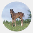 Suche nach gras aufkleber Reiter