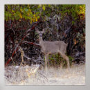 Suche nach maultiere poster Hirsche