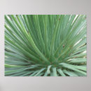 Suche nach yucca poster Kakteen