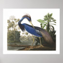 Suche nach blaue vögel poster Natur