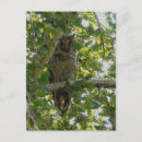 Suche nach otus asio Vogel