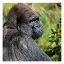 Suche nach silverback gorilla poster Natur