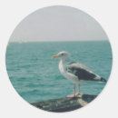 Suche nach seegras aufkleber Vögel