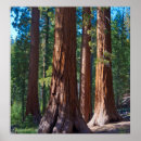 Suche nach sequoia poster Mariposa grove