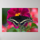 Suche nach zinnia poster Rosa