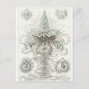 Suche nach ernst haeckel postkarten Biologie