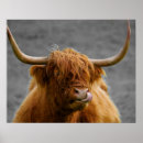 Suche nach schottland poster Kuh