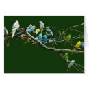 Suche nach parakeets postkarten Cockatiel