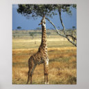 Suche nach giraffa camelopardalis poster Tier