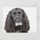 Suche nach cocker spaniel hunde postkarten Schwarz