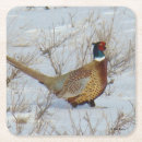 Suche nach fasan untersetzer Vögel