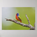 Suche nach singend poster Frühling