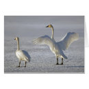 Suche nach tundra postkarten Vögel