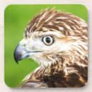 Suche nach falken untersetzer Vogelbeobachtung
