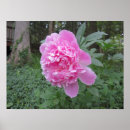 Suche nach eichen blätter poster Blume