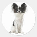 Suche nach papillon hund aufkleber Welpe