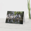 Suche nach pinguin karten Wild