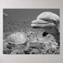 Suche nach schwarze schildkröte poster Meeresschildkröte