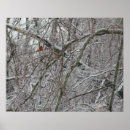 Suche nach roter vogel poster Schnee