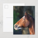 Suche nach clydesdales postkarten Rasse